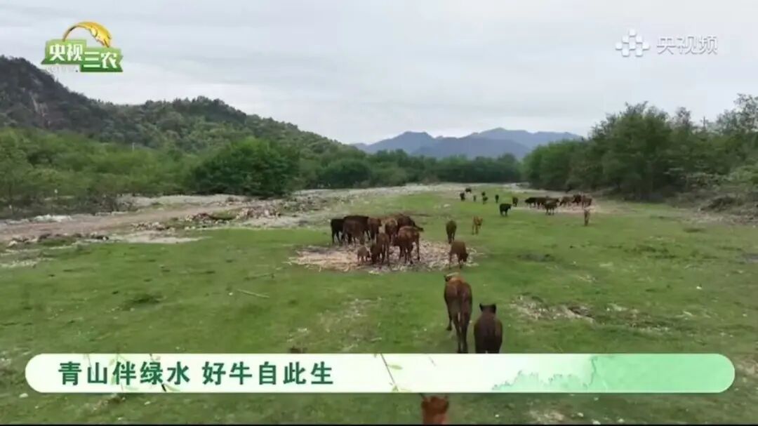 ����Ƶר��ֱ���߽����к�����